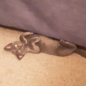 Meet your Posher, Benjamin